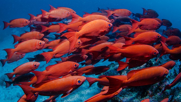 Oranje vissen (kleur van Magento) migreren