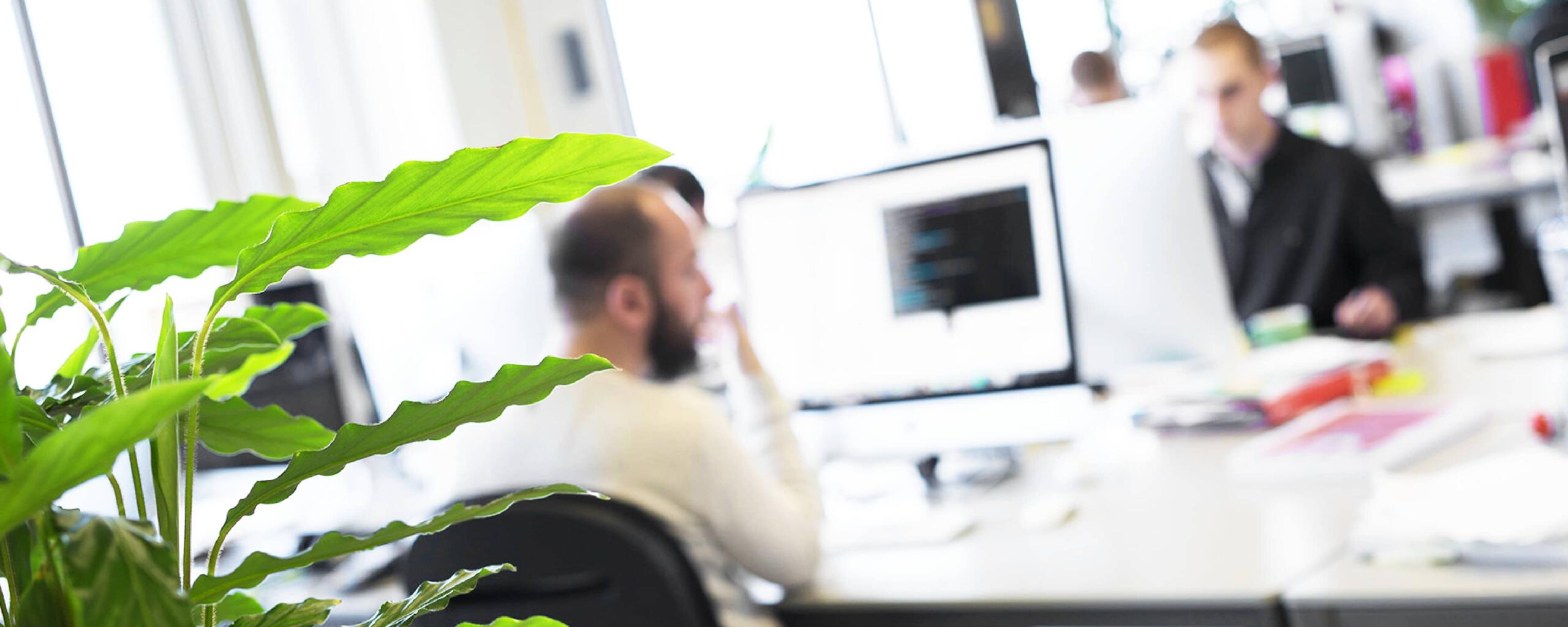 Mensen aan het werk bij Madia met een plant op de voorgrond